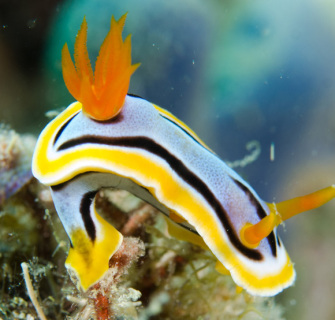 filippinerna_dykresa_atlantis_dive_college-2
