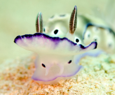 filippinerna_dykresa_atlantis_dive_college_nudibranch
