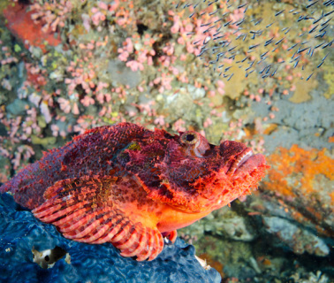 filippinerna_dykresa_atlantis_dive_college_scorpionfish