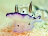 filippinerna_dykresa_atlantis_dive_college_nudibranch