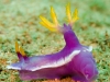 filippinerna_dykresa_atlantis_dive_college_nudibranches