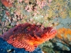 filippinerna_dykresa_atlantis_dive_college_scorpionfish