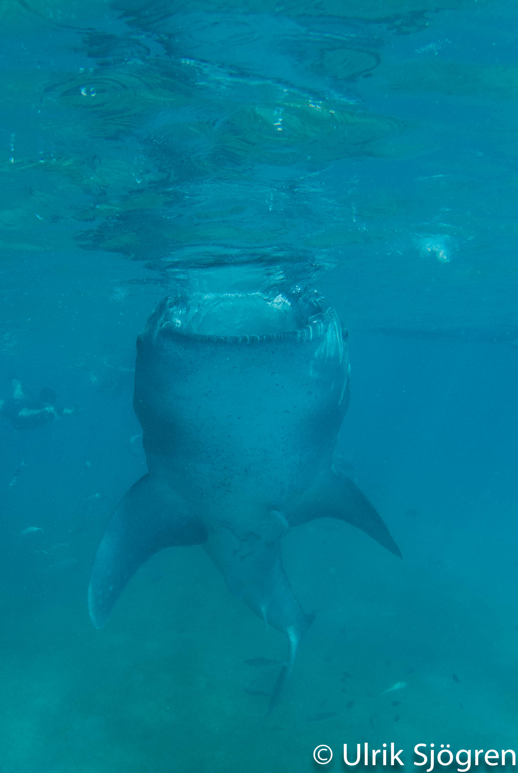 atlantis_dive_college_moalboal_malapascua_evolution_quovadis_2014_diving_philippines-10