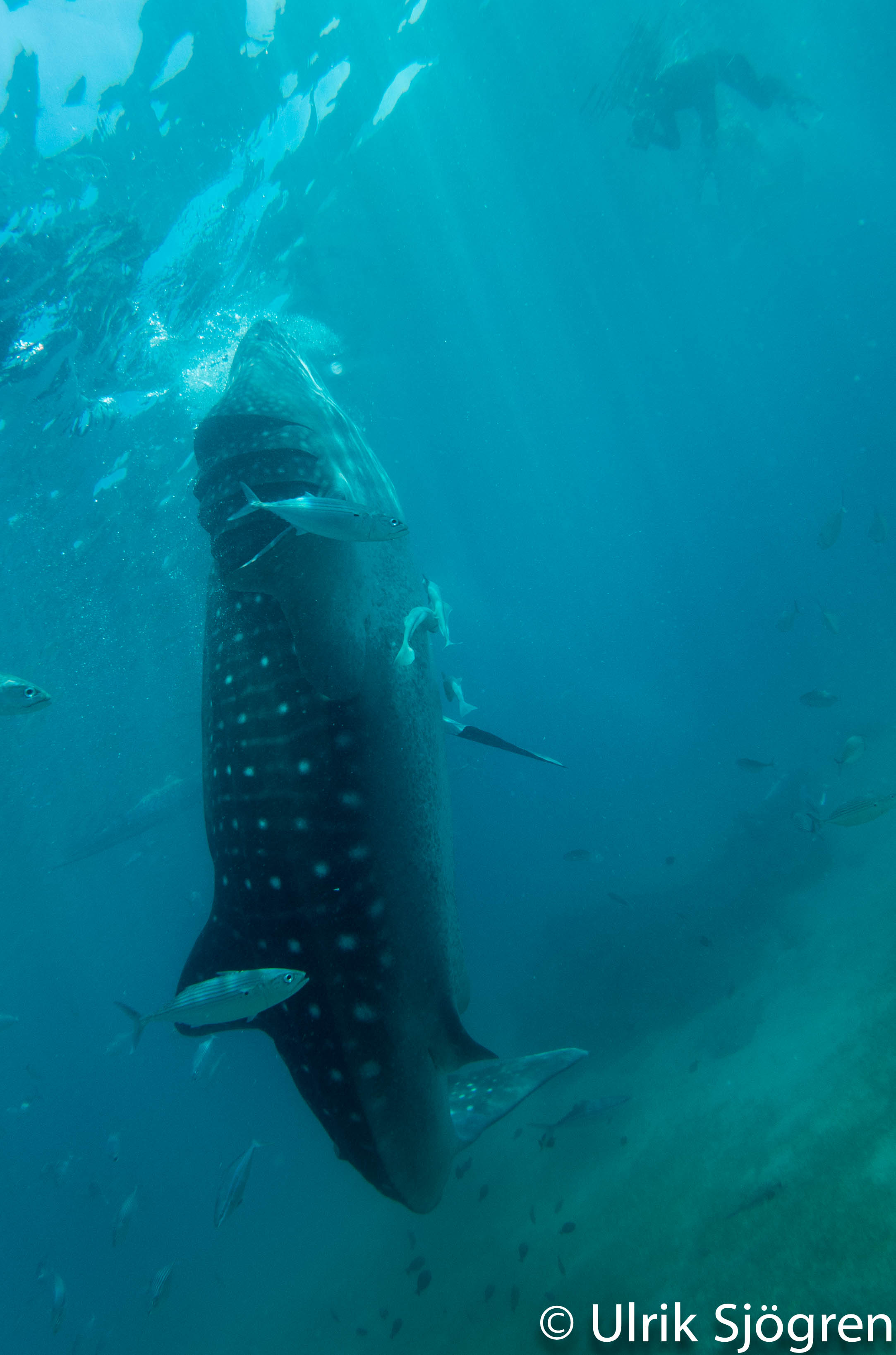 atlantis_dive_college_moalboal_malapascua_evolution_quovadis_2014_diving_philippines-12