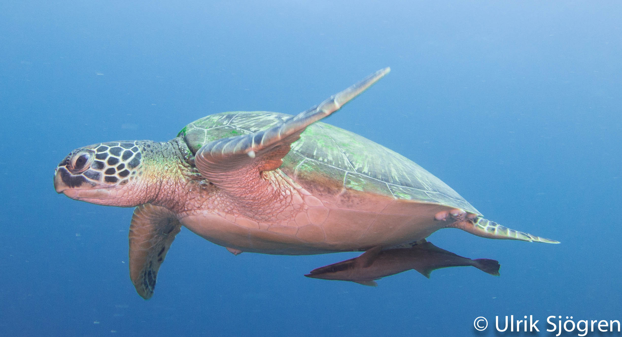 atlantis_dive_college_moalboal_malapascua_evolution_quovadis_2014_diving_philippines-13