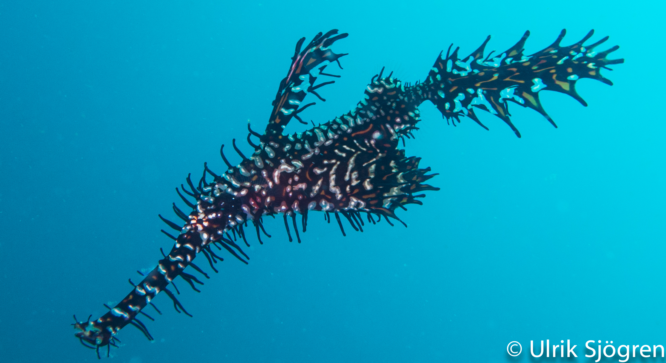 atlantis_dive_college_moalboal_malapascua_evolution_quovadis_2014_diving_philippines-15