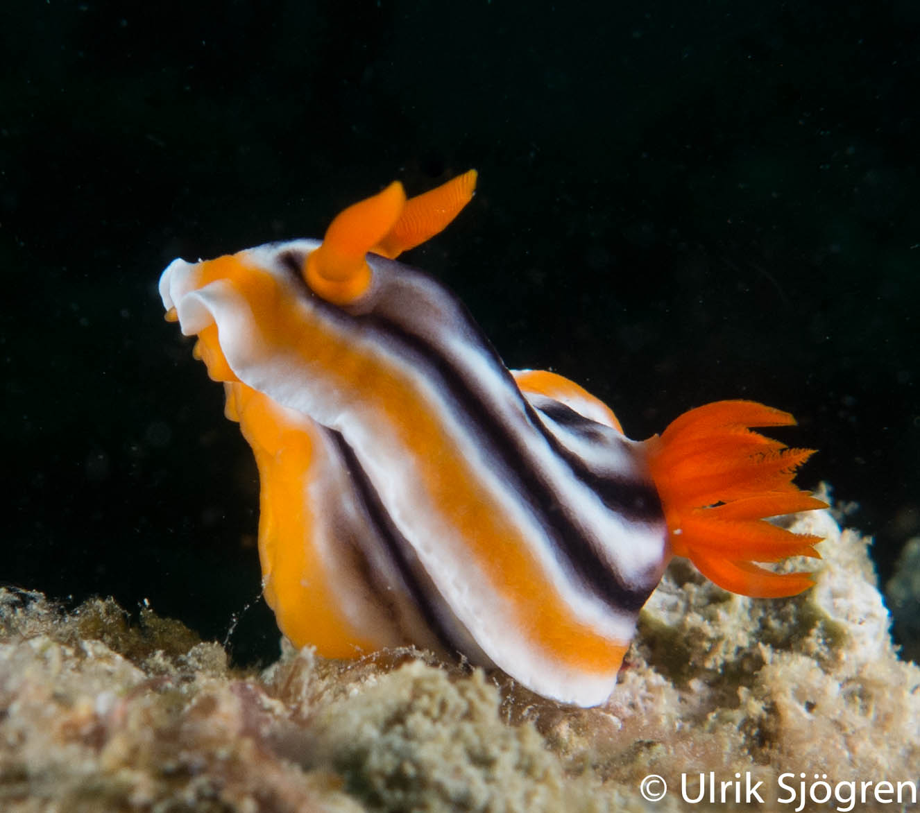 atlantis_dive_college_moalboal_malapascua_evolution_quovadis_2014_diving_philippines-16