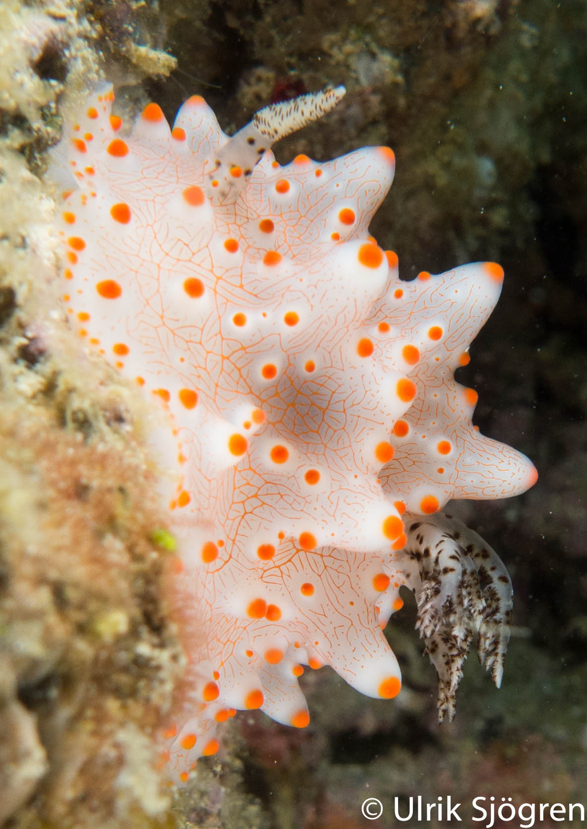 atlantis_dive_college_moalboal_malapascua_evolution_quovadis_2014_diving_philippines-17