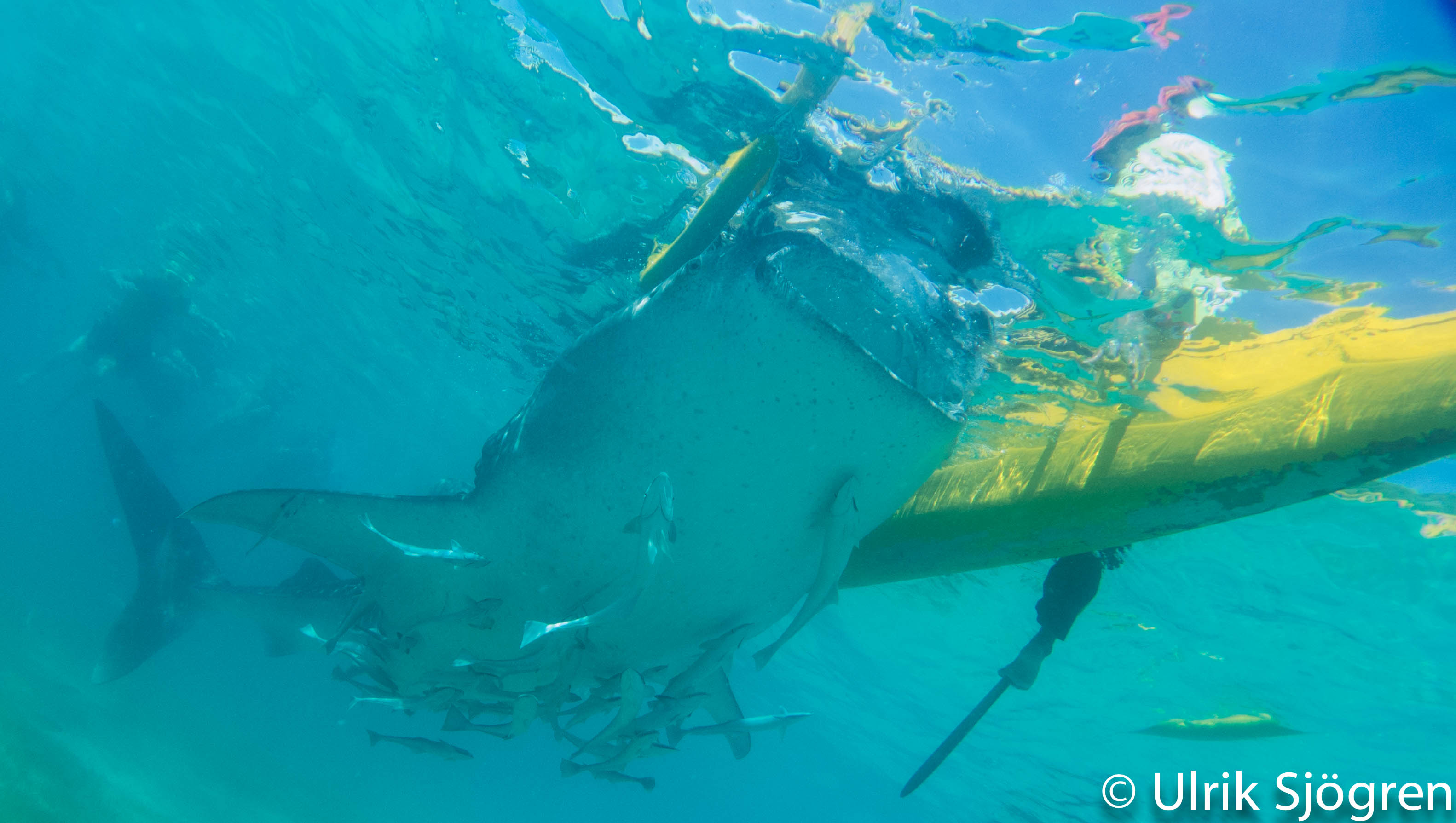 atlantis_dive_college_moalboal_malapascua_evolution_quovadis_2014_diving_philippines-19