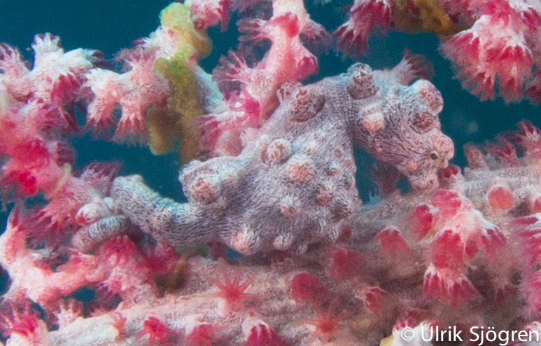 atlantis_dive_college_moalboal_malapascua_evolution_quovadis_2014_diving_philippines-21