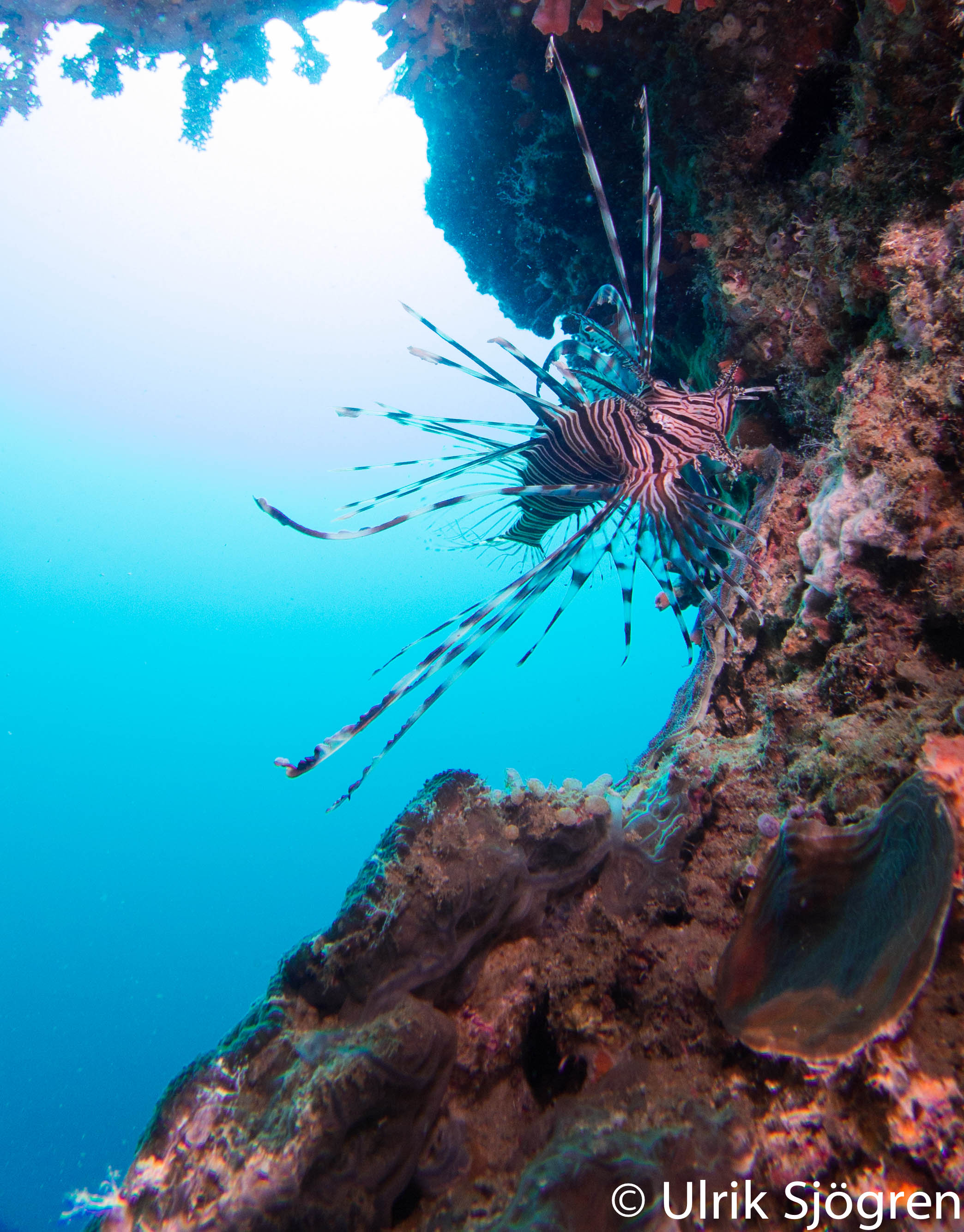 atlantis_dive_college_moalboal_malapascua_evolution_quovadis_2014_diving_philippines-5