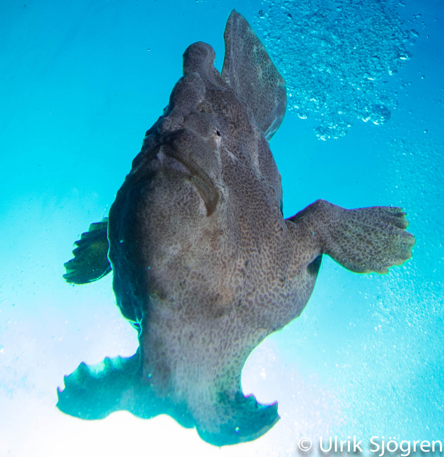 atlantis_dive_college_moalboal_malapascua_evolution_quovadis_2014_diving_philippines-6