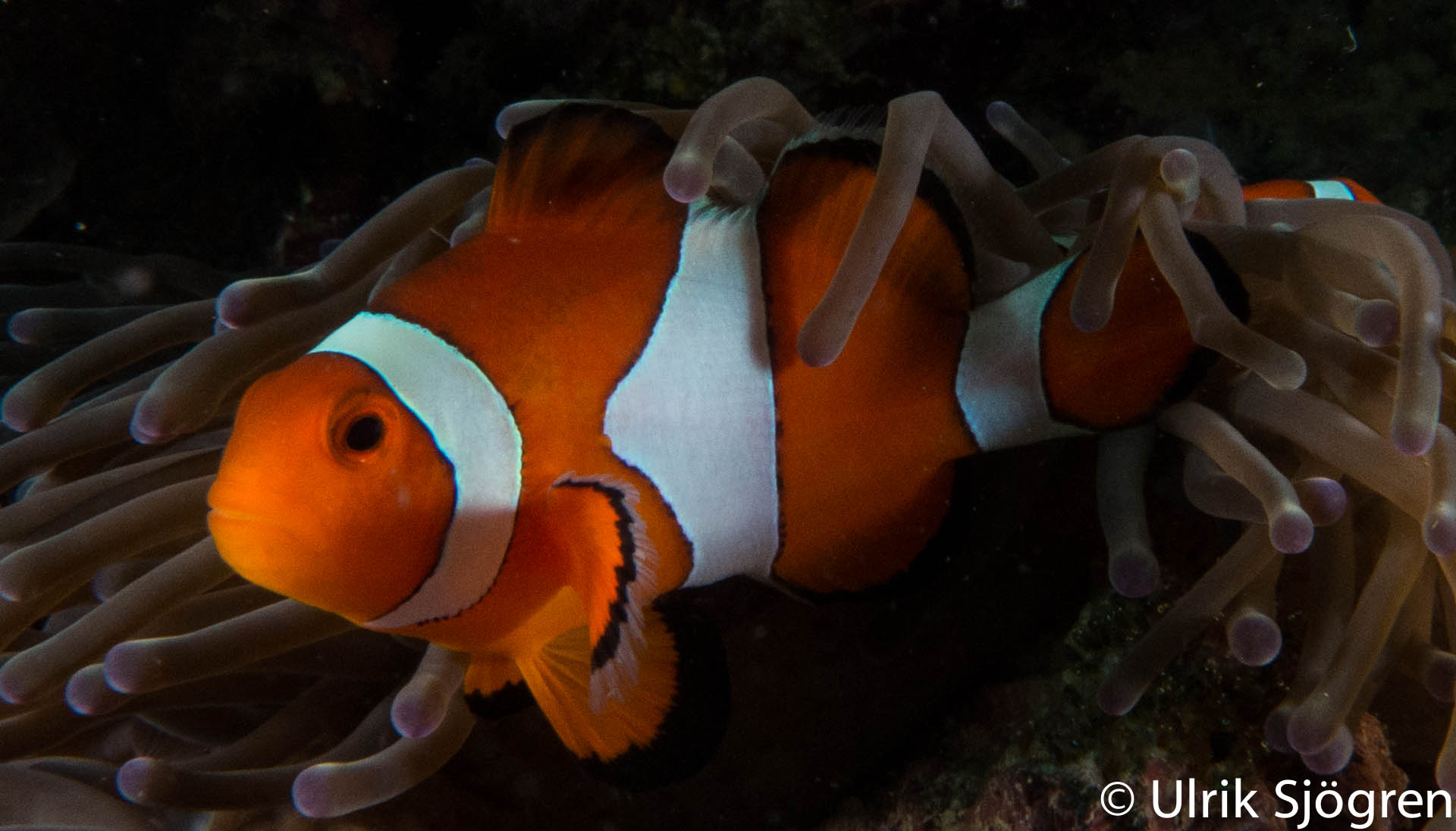atlantis_dive_college_moalboal_malapascua_evolution_quovadis_2014_diving_philippines-8