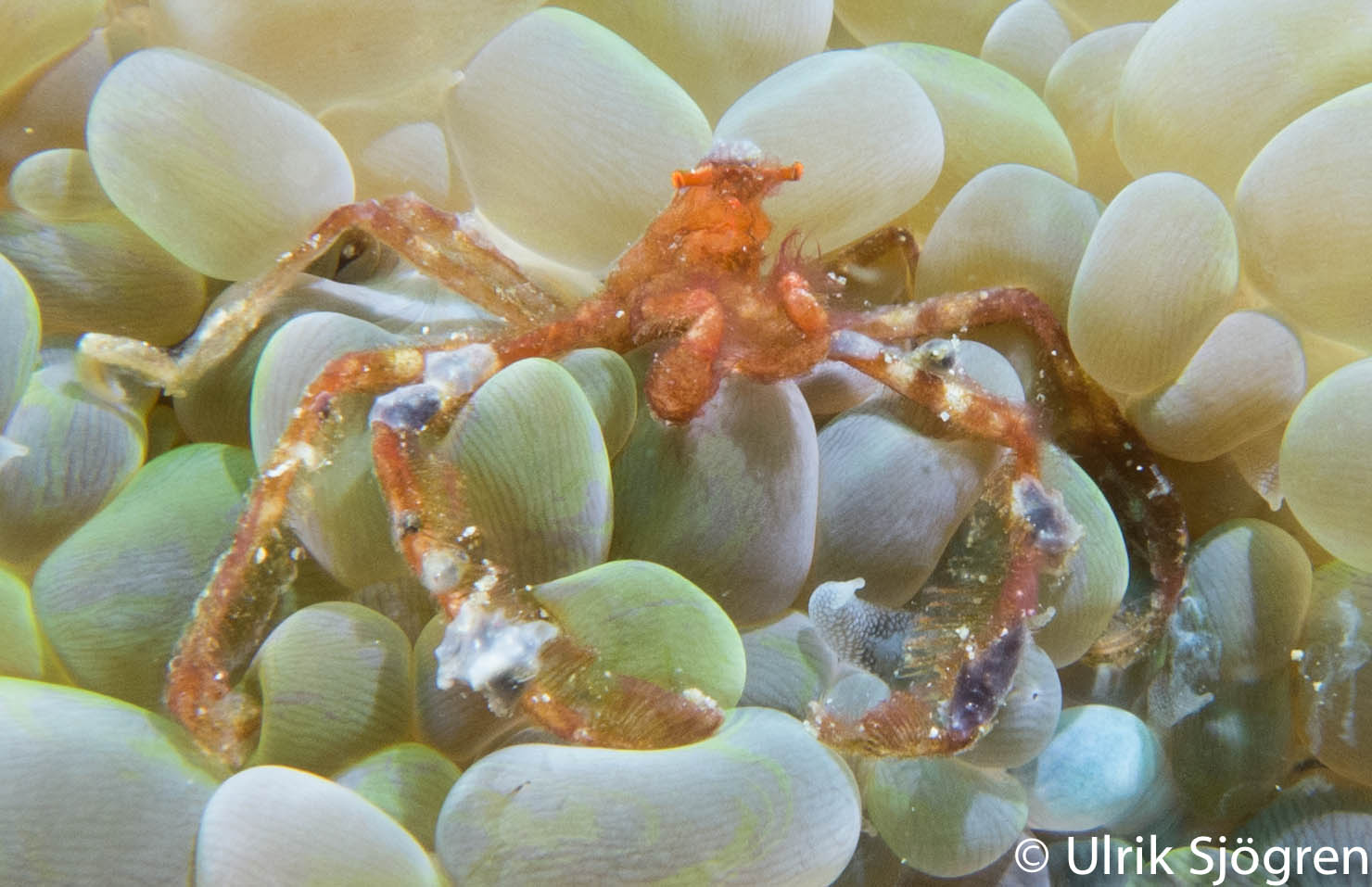 atlantis_dive_college_moalboal_malapascua_evolution_quovadis_2014_diving_philippines-9