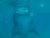 atlantis_dive_college_moalboal_malapascua_evolution_quovadis_2014_diving_philippines-10