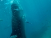atlantis_dive_college_moalboal_malapascua_evolution_quovadis_2014_diving_philippines-12