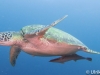 atlantis_dive_college_moalboal_malapascua_evolution_quovadis_2014_diving_philippines-13