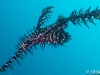 atlantis_dive_college_moalboal_malapascua_evolution_quovadis_2014_diving_philippines-15
