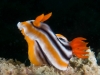 atlantis_dive_college_moalboal_malapascua_evolution_quovadis_2014_diving_philippines-16