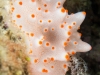 atlantis_dive_college_moalboal_malapascua_evolution_quovadis_2014_diving_philippines-17