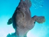 atlantis_dive_college_moalboal_malapascua_evolution_quovadis_2014_diving_philippines-6