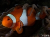 atlantis_dive_college_moalboal_malapascua_evolution_quovadis_2014_diving_philippines-8