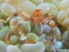 atlantis_dive_college_moalboal_malapascua_evolution_quovadis_2014_diving_philippines-9