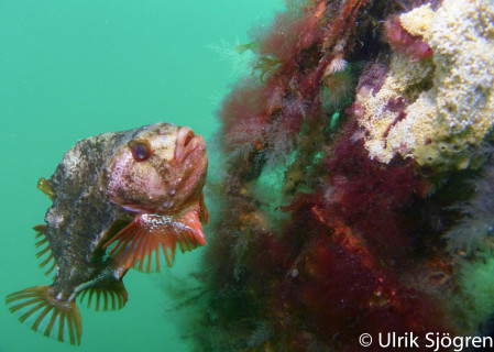 vrakdykning_atlantis_dive_college_vrakdykningskurs_padi_5
