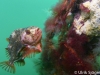 vrakdykning_atlantis_dive_college_vrakdykningskurs_padi_5