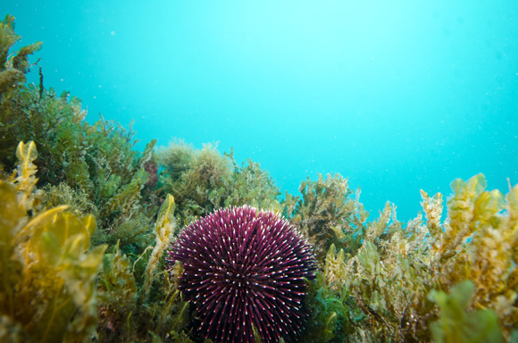 dykresa_till_malta-_med_atlantis_dive_college_2012_vrakdykning-8