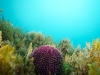 dykresa_till_malta-_med_atlantis_dive_college_2012_vrakdykning-8