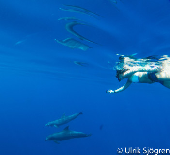 dykning-i-red-sea-med-atlantis-dive-college-st-johns-reef-11