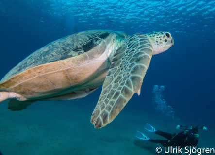 dykning-i-red-sea-med-atlantis-dive-college-st-johns-reef-14