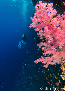 dykning-i-red-sea-med-atlantis-dive-college-st-johns-reef-6