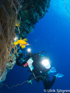 dykning-i-red-sea-med-atlantis-dive-college-st-johns-reef-8