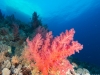 dykning-i-red-sea-med-atlantis-dive-college-st-johns-reef-1