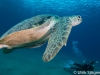 dykning-i-red-sea-med-atlantis-dive-college-st-johns-reef-14