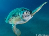 dykning-i-red-sea-med-atlantis-dive-college-st-johns-reef-18