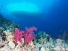 dykning-i-red-sea-med-atlantis-dive-college-st-johns-reef-2