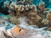 dykning-i-red-sea-med-atlantis-dive-college-st-johns-reef-23