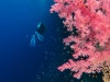 dykning-i-red-sea-med-atlantis-dive-college-st-johns-reef-6