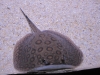 dykresa-till-danmark-och-akvarie-dykning-med-atlantis-dive-college-dykning-10