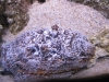 dykresa-till-danmark-och-akvarie-dykning-med-atlantis-dive-college-dykning-11